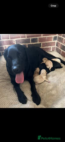 Labrador Retriever dogs Stunning Labrador puppies - Advert 1