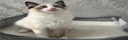 Ragdoll cats for sale: Beautiful Ragdoll Kittens - Advert 14
