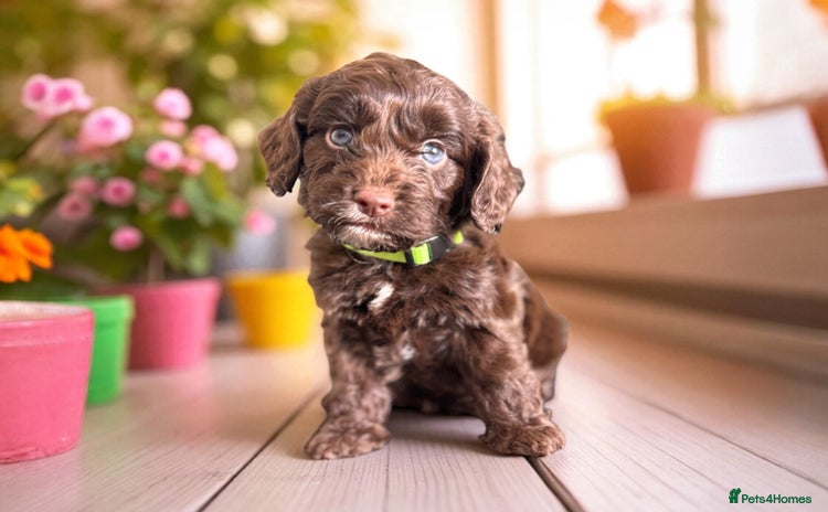 Cockapoo dogs - Advert 2