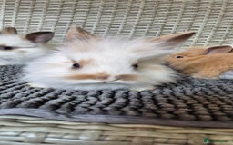 Lionhead rabbits for sale: Double Maned Lionhead Bunnies  - Image 7