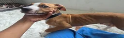 Mixed Breed dogs for sale: Ridgeback/American terrier/ english bulldog mix  in Coventry - Advert 11