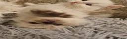 Ragdoll cats for sale: Health tested pure ragdoll  kittens  - Advert 16