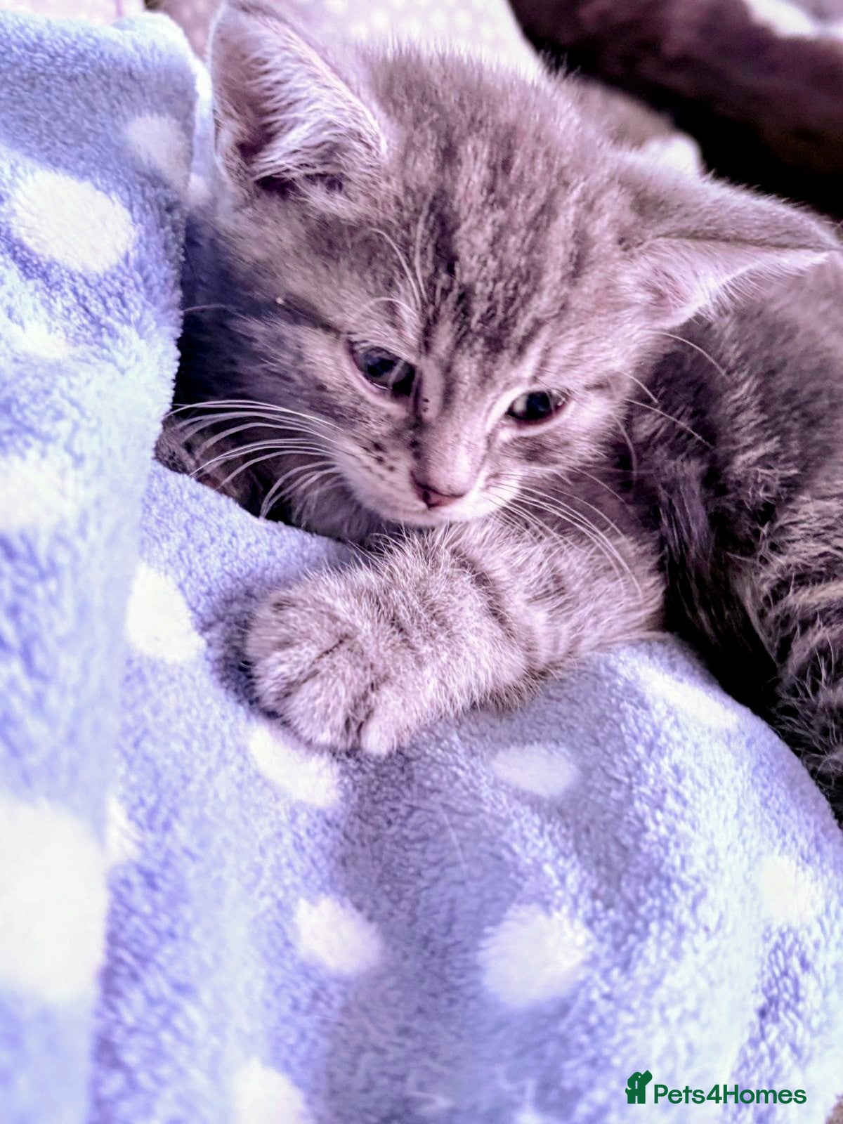 British Shorthair cats for sale: Kittens Ready Now  - Advert 12
