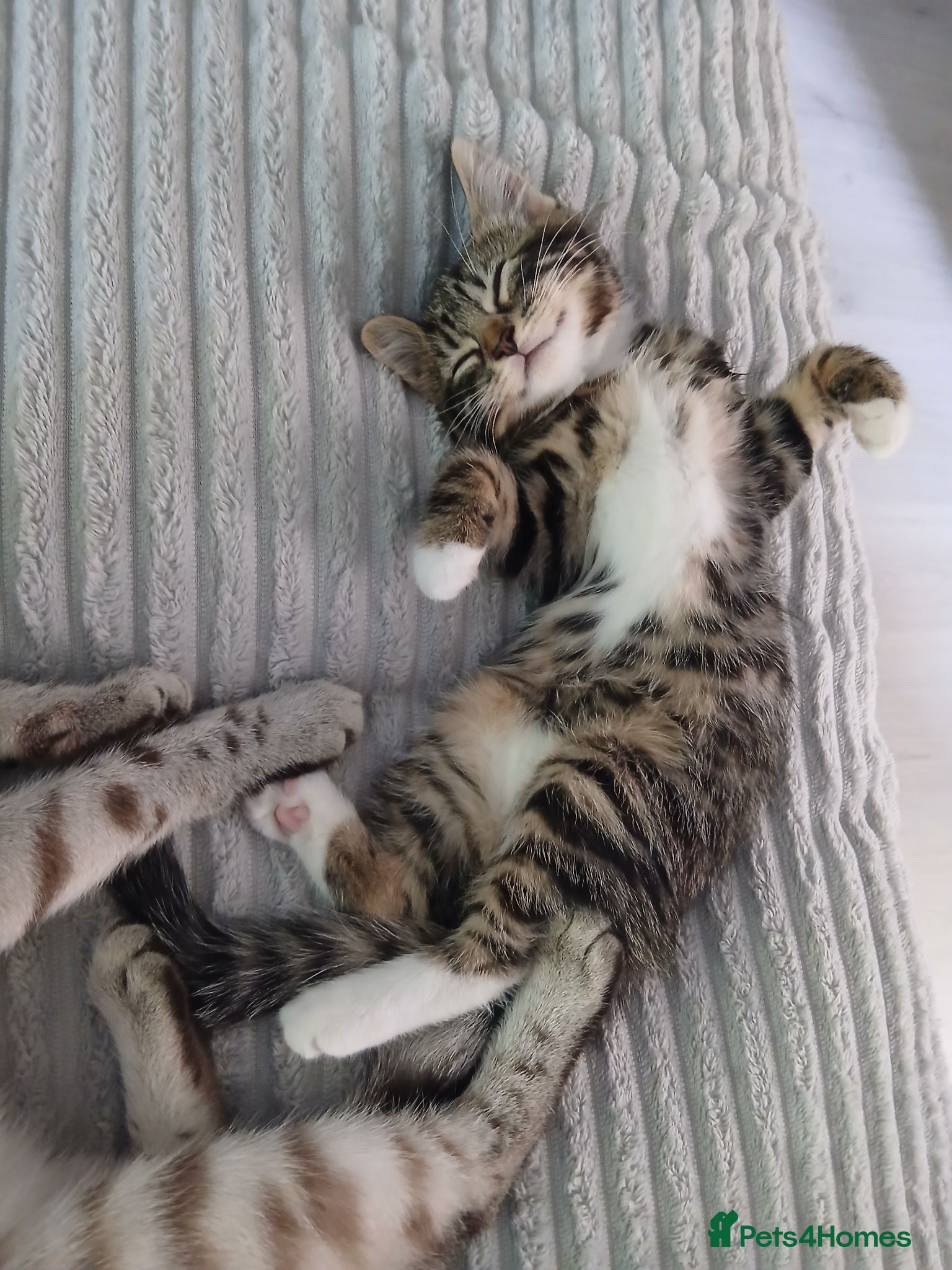 Mixed Breed cats 3 Beautiful kittens ready for their forever homes! - Advert 1