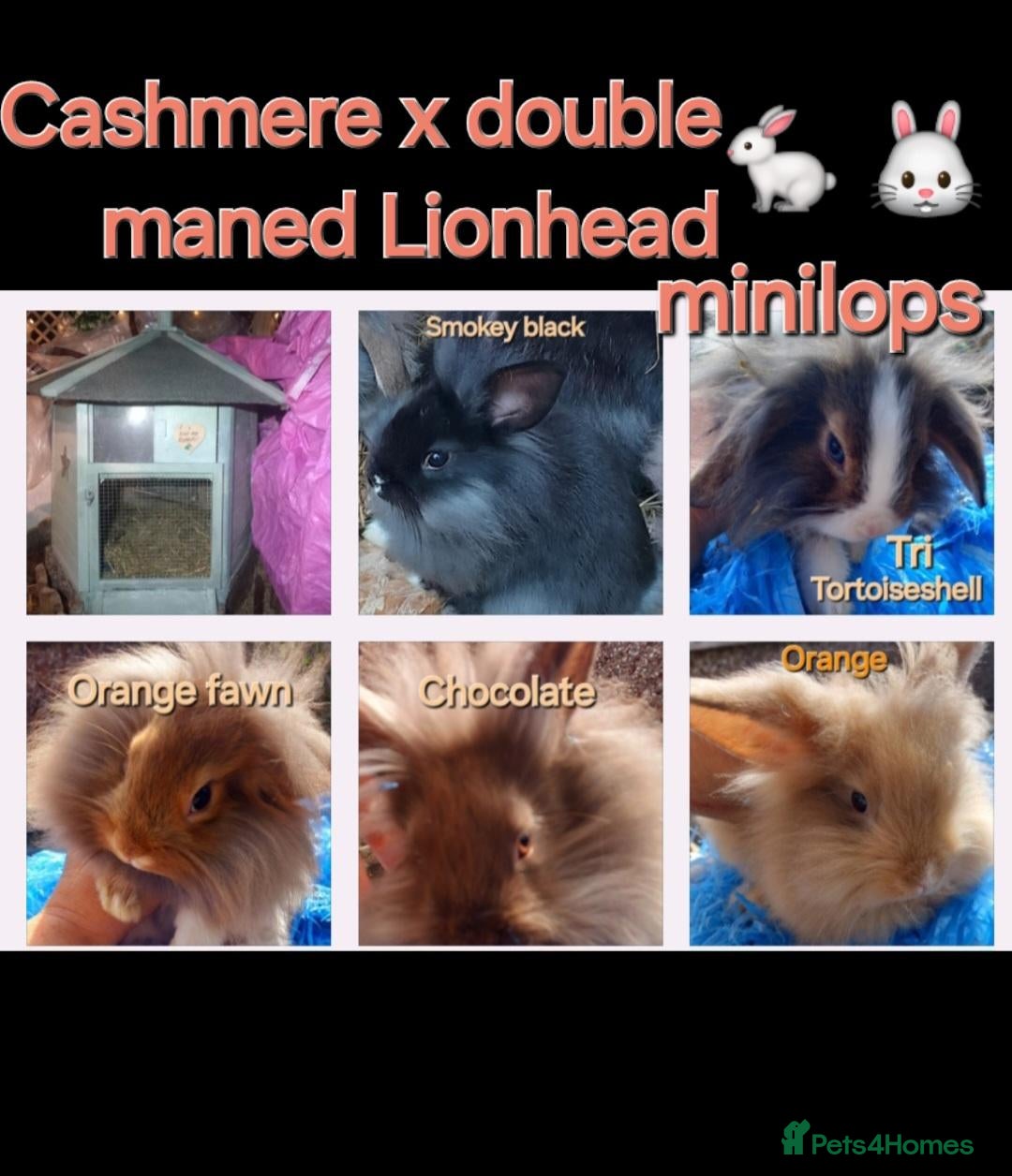 Cashmere Lop rabbits MALE & FEMALE CASHMERE x LIONHEAD MINILOPS+HUTCHES - Advert 2