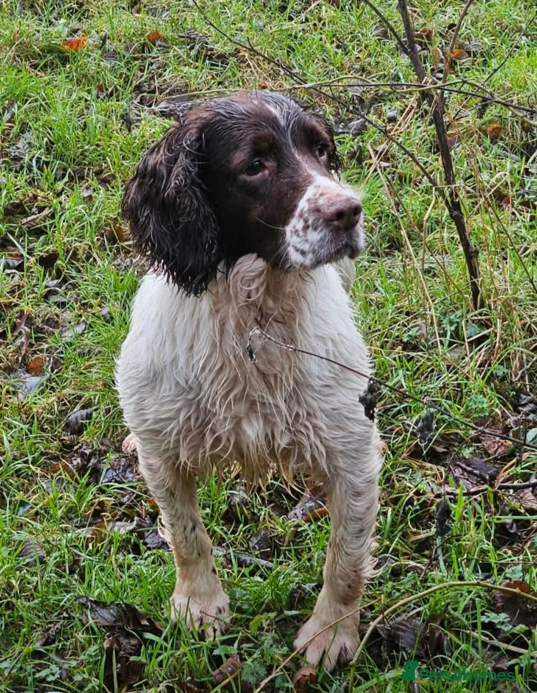 English Springer Spaniel dogs for stud: Sprocker Spaniel Stud - Advert 2