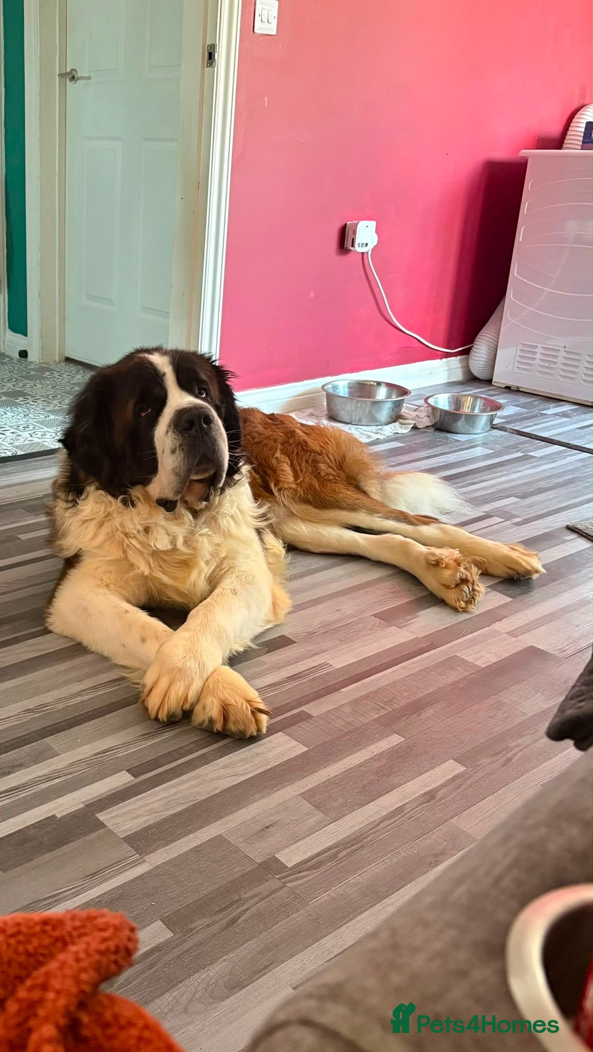 Saint Bernard dogs Male Saint Bernard  - Advert 5