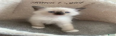 Seal Point Mitted Ragdoll girl 1