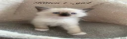 Ragdoll cats for sale: 🐾 Six Adorable Purebred Ragdoll Kittens 🐾 - Advert 24