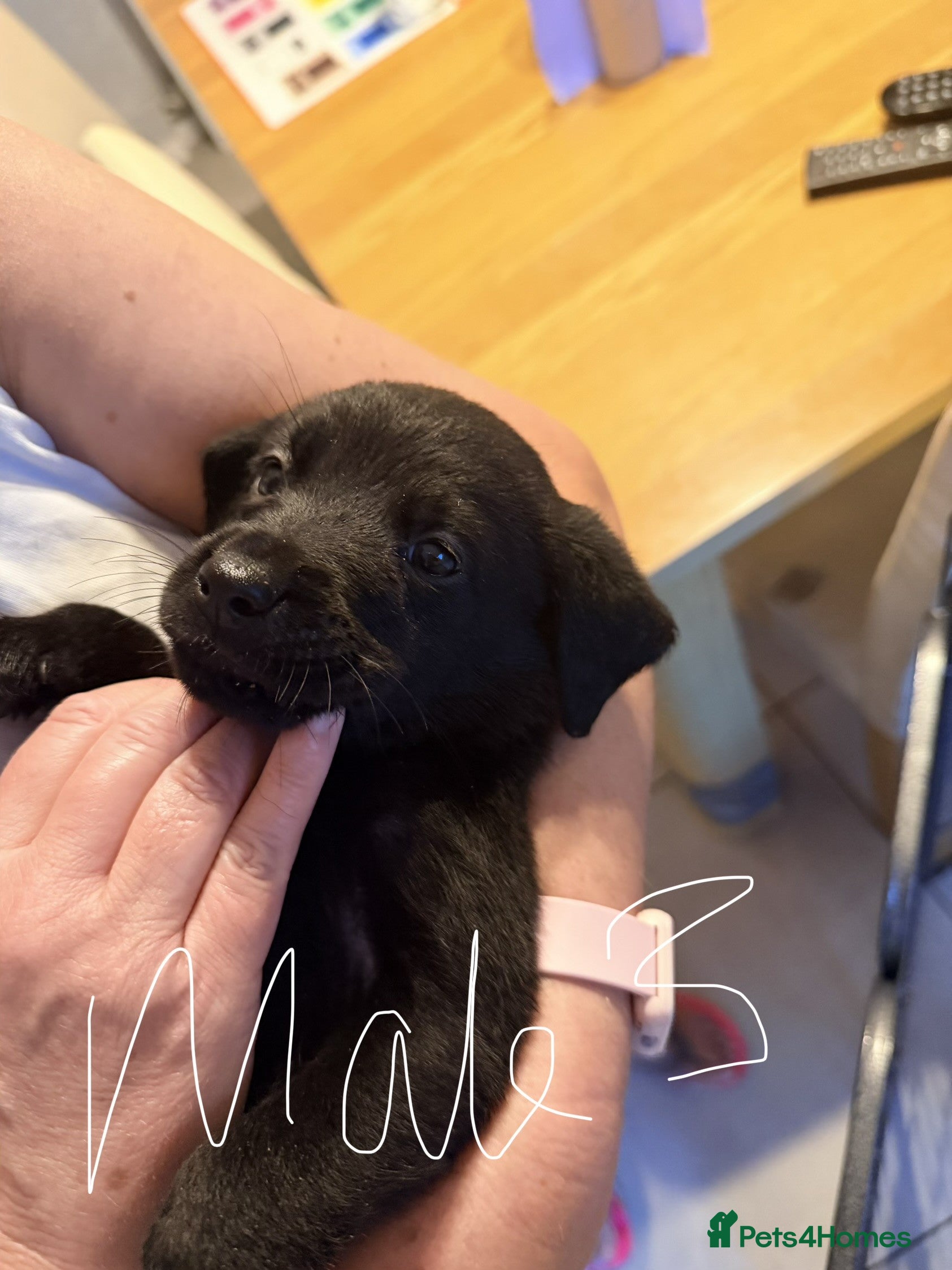 Mixed Breed dogs Stunning predominately black lab/rottie puppies - Advert 2