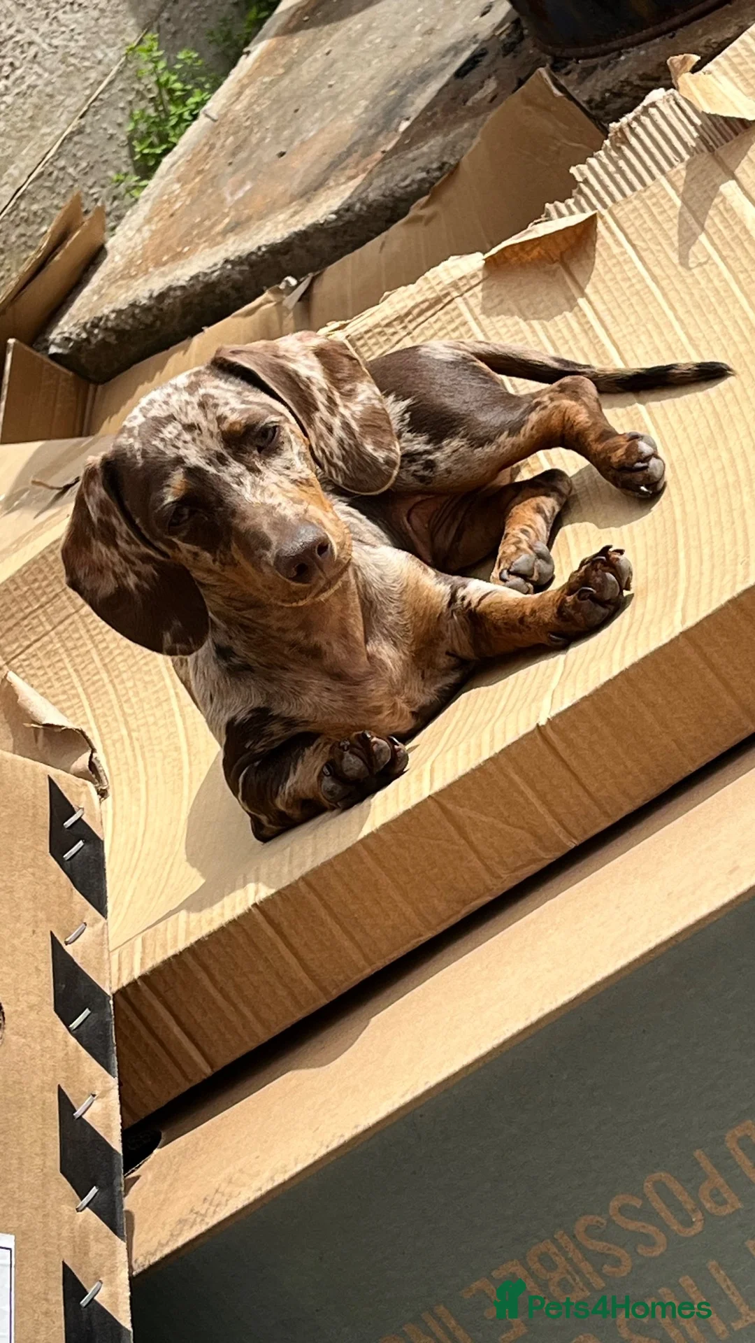 Miniature Dachshund dogs for sale: Mabel the miniature dachshund  - Advert 2