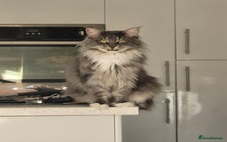Maine Coon cats for sale: Maine coon ragdoll cross - Image 8