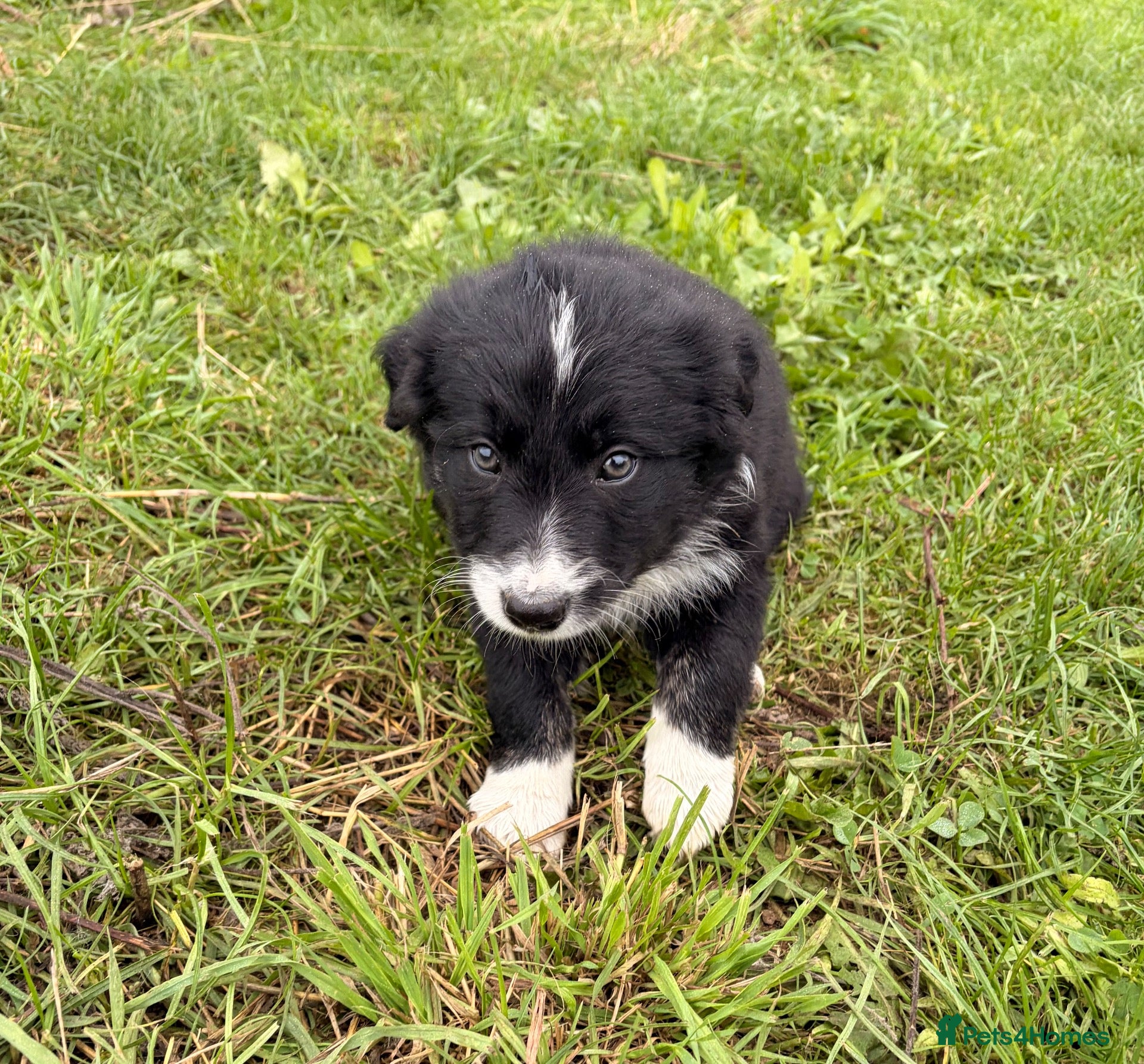 Border Collie dogs BEAUTIFUL BORDER COLLIE PUPS - Advert 1