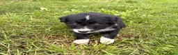 Border Collie dogs for sale: BEAUTIFUL BORDER COLLIE PUPS - Advert 10