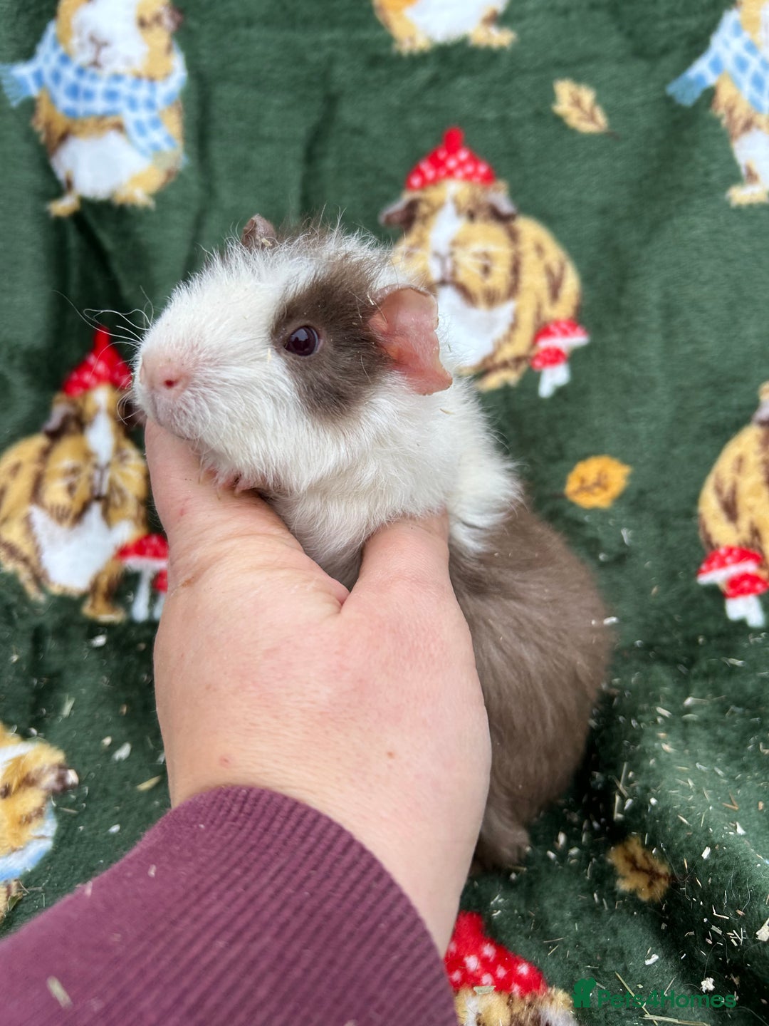 Guinea Pig rodents for sale: Baby Female Guineapigs  - Image 14