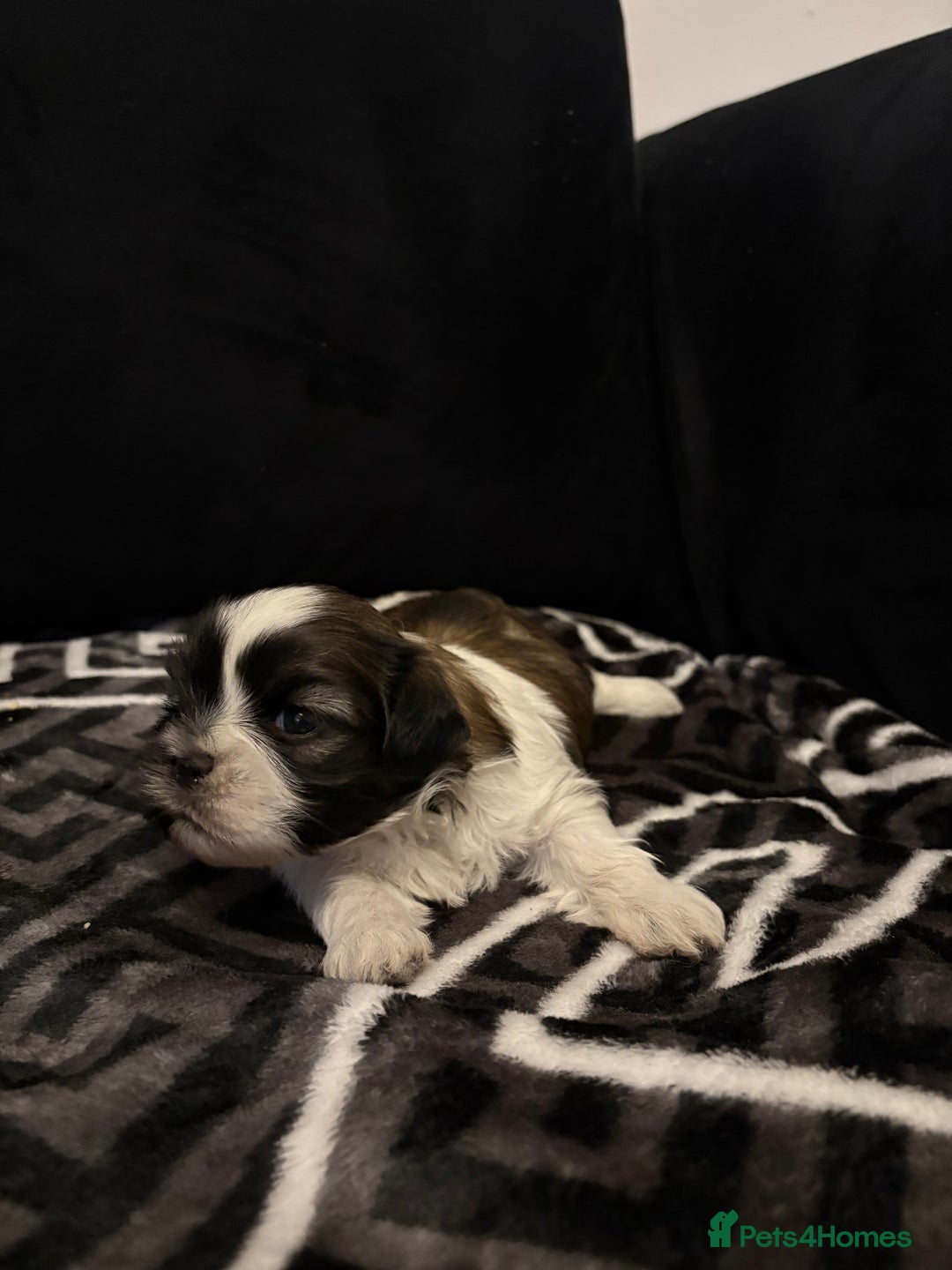 Shih Tzu dogs for sale: 2 female Shih Tzu puppies  - Advert 24