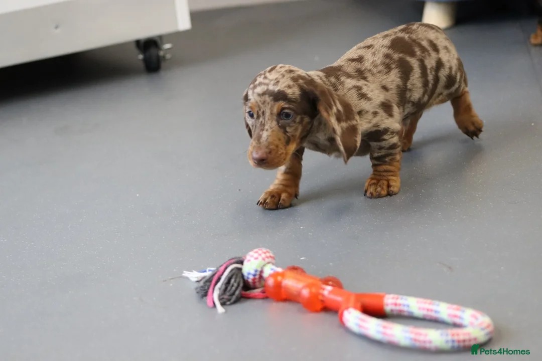 Miniature Dachshund dogs for sale: Beautiful Miniature Dachshund puppies for sale - Advert 12