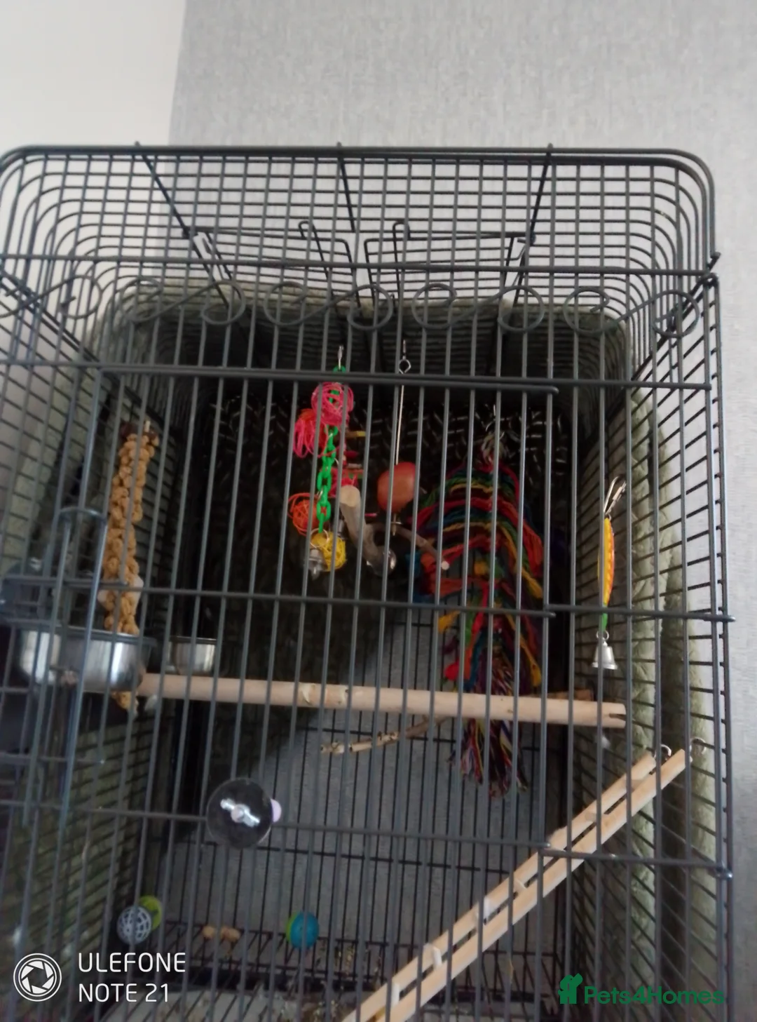 Ringnecks birds for sale: Blue Ringneck  in Bromsgrove - Advert 6