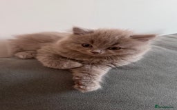 British Longhair cats for sale: British longhair ready for home in Watford - Image 15