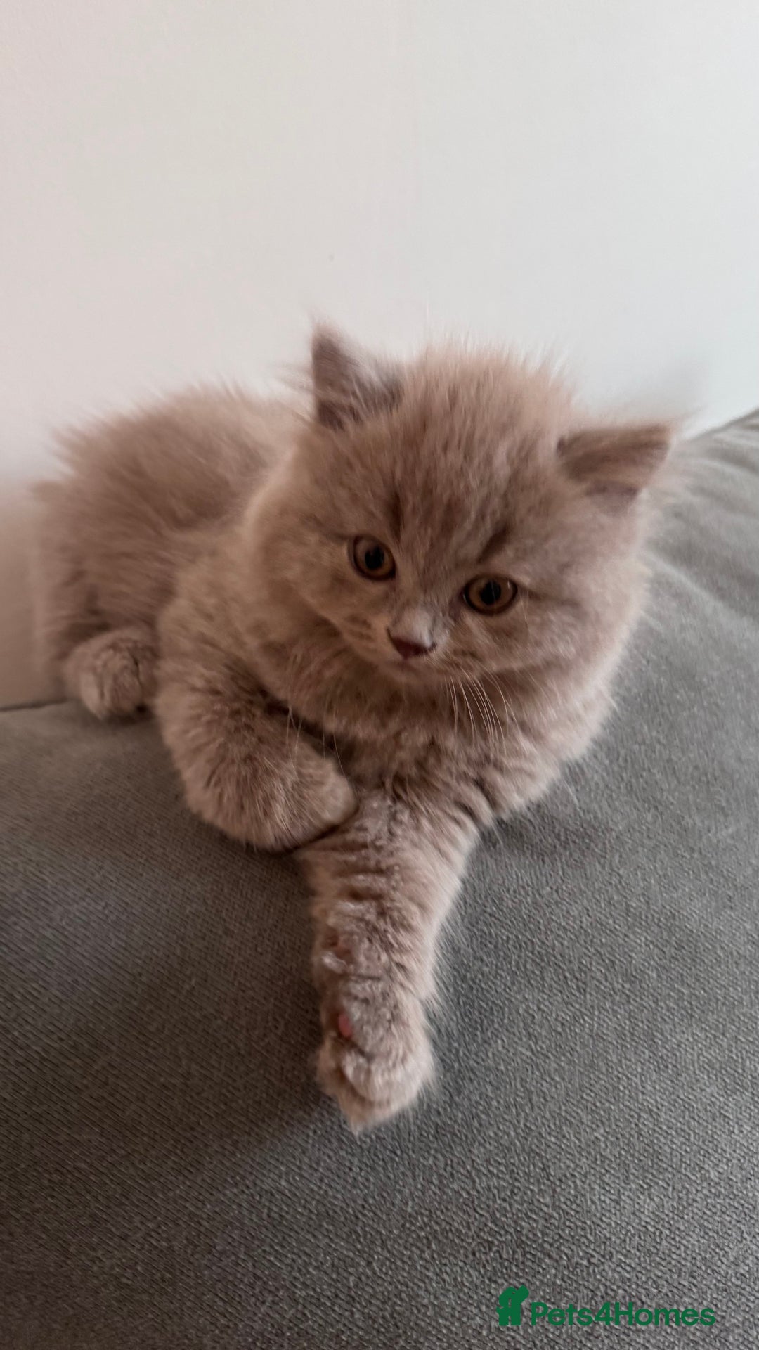 British Longhair cats for sale: British longhair ready for home in Watford - Image 15