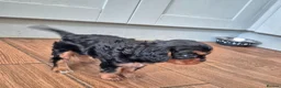 Cavalier King Charles Spaniel dogs for sale: *LASY BOY* *READY * Cavalier King Charles Puppies  - Advert 17