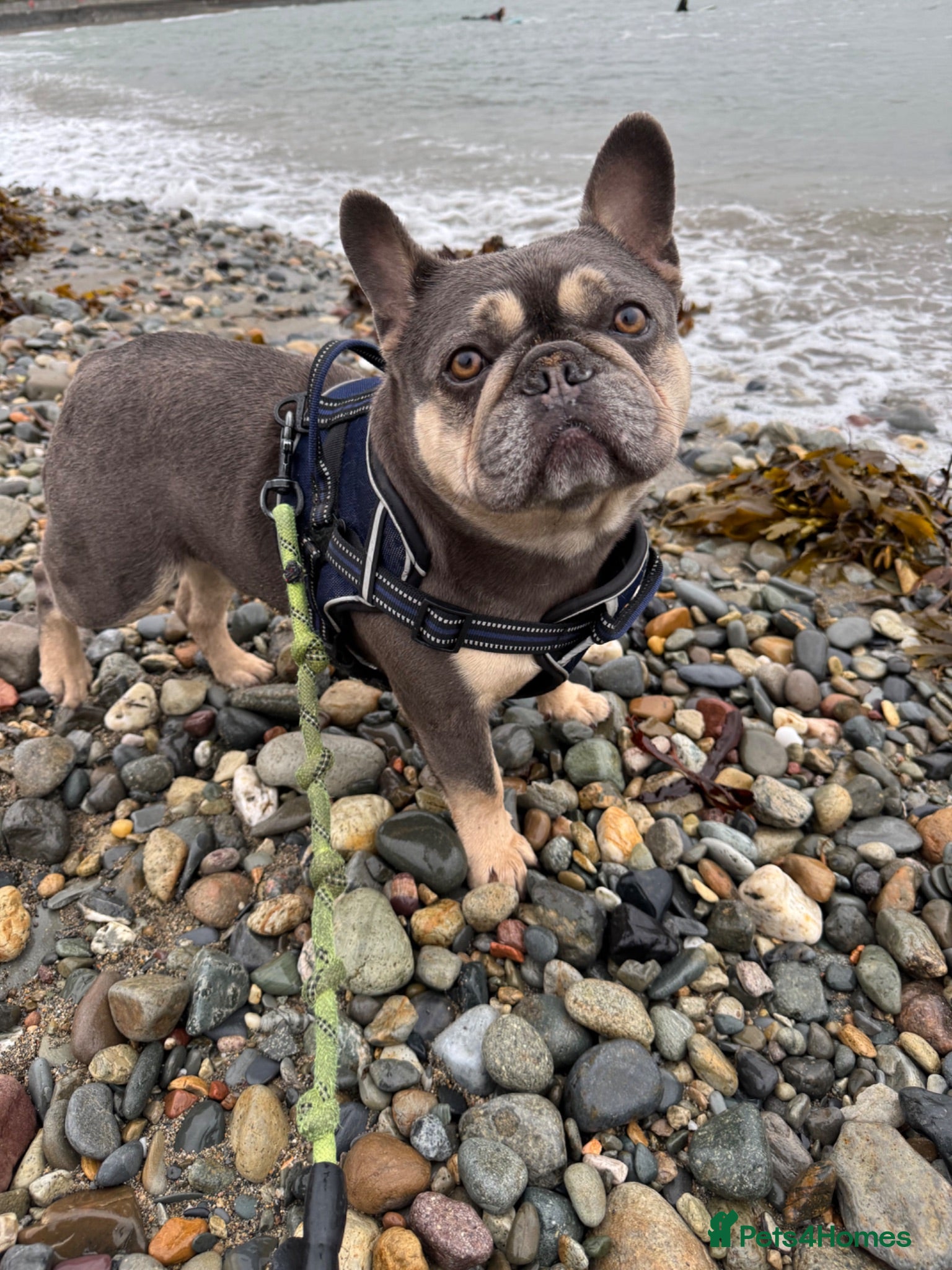 French Bulldog dogs In need of a loving home  - Advert 1