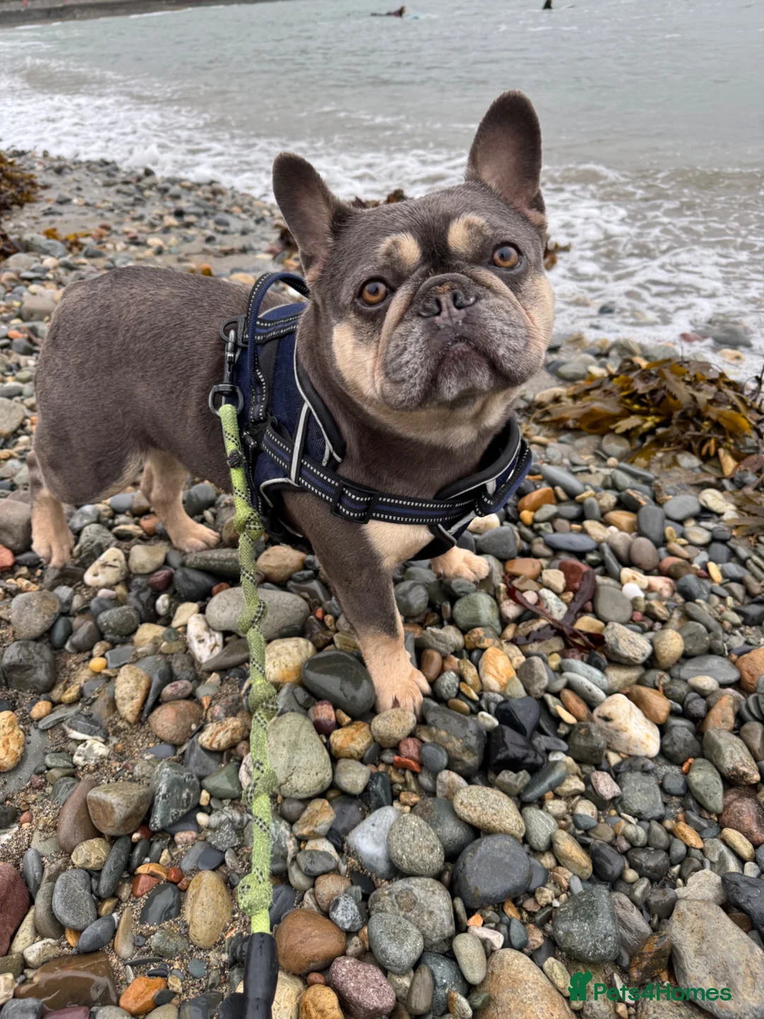 French Bulldog dogs for sale: In need of a loving home  - Advert 1