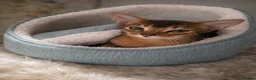 Abyssinian cats for sale: 🌟 Show Quality Abyssinian Boy – Ready to go  - Advert 4