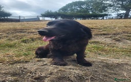 Cocker Spaniel dogs for sale: Male cocker dog kc reg  - Image 2