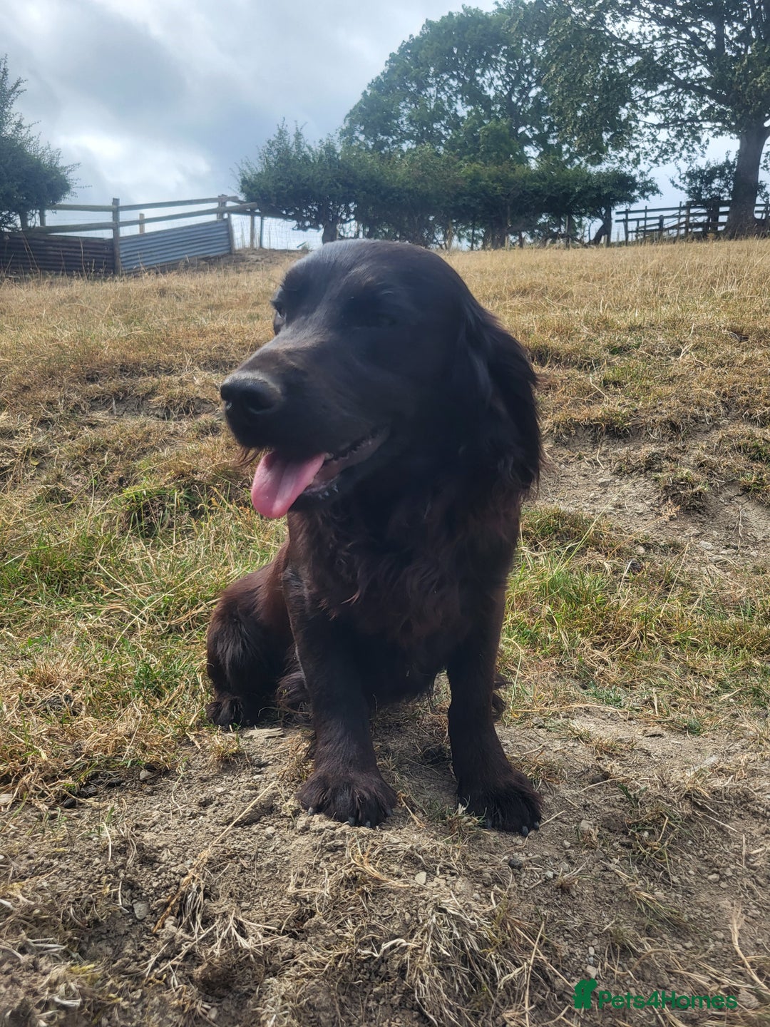 Cocker Spaniel dogs for sale: Male cocker dog kc reg  - Image 2