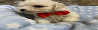 Poochon Puppy 2