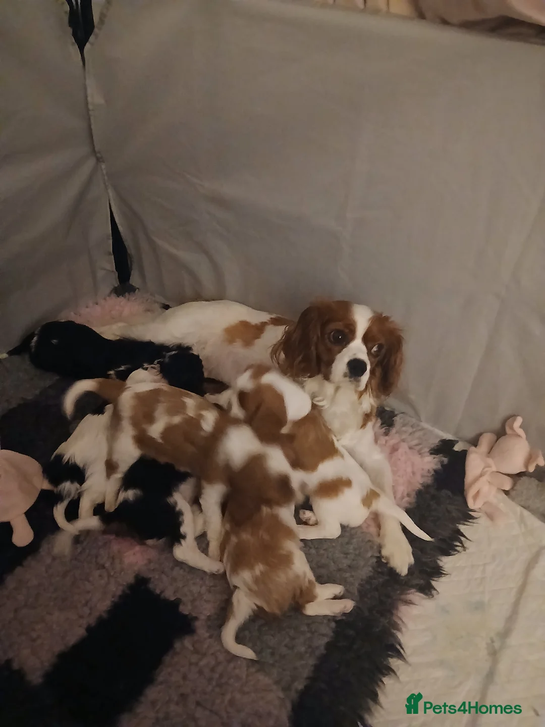 Cavalier King Charles Spaniel dogs for sale: Cavalier king charles puppies - Advert 1