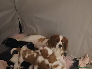 Cavalier King Charles Spaniel dogs Cavalier king charles puppies - Advert 3