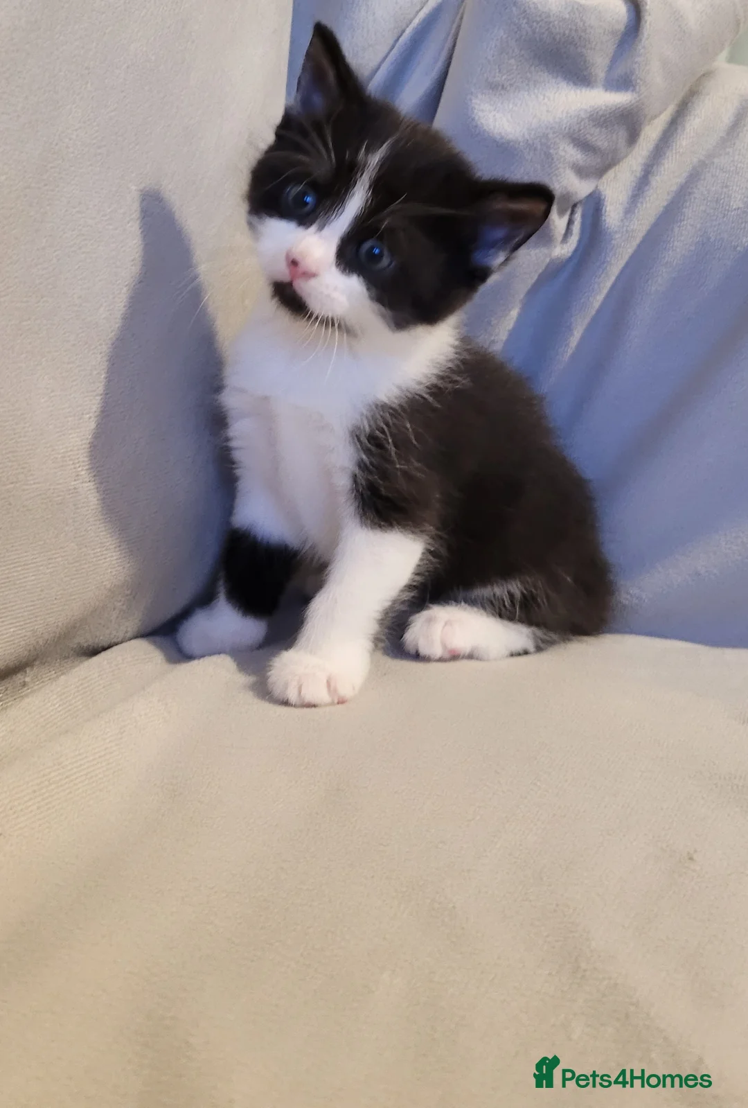 Russian Blue cats for sale: Kittens for sale - Advert 8
