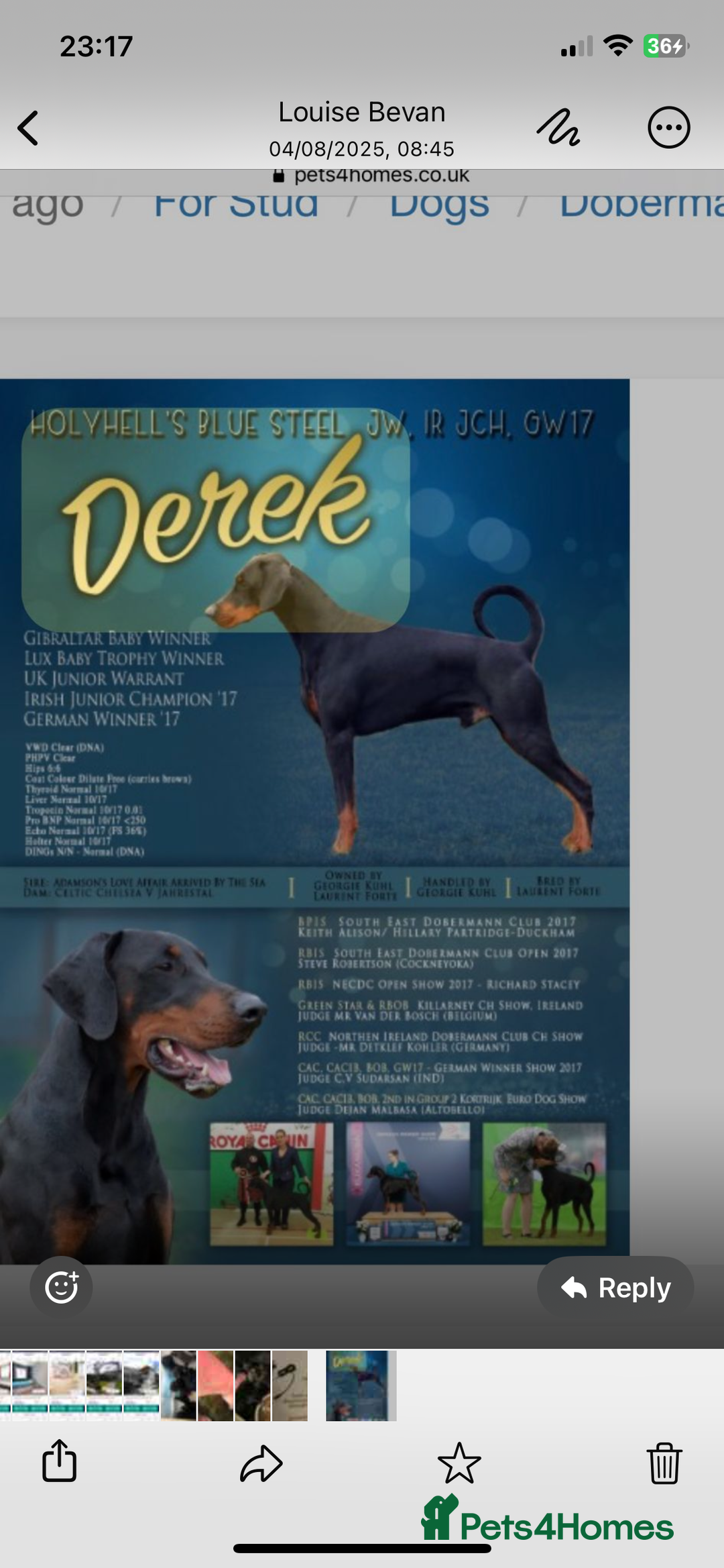 Dobermann dogs for sale: Puppies available  - Image 5