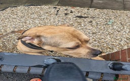 Mixed Breed dogs for sale: Urgent home needed please read!!!!### - Image 2