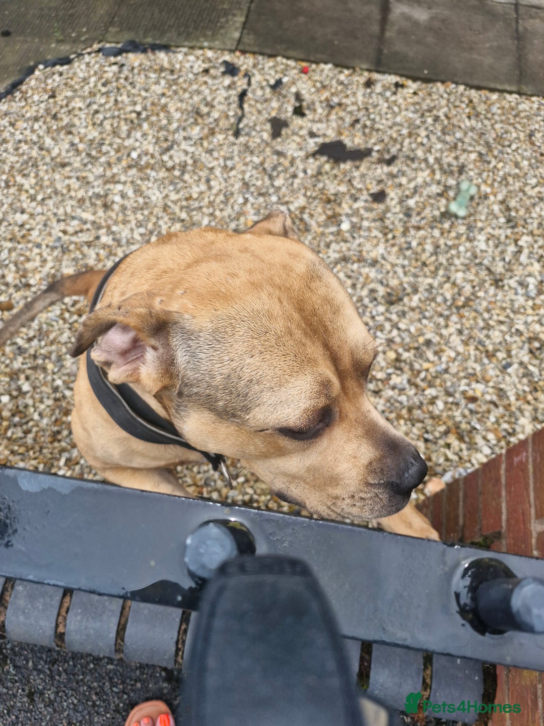 Mixed Breed dogs for sale: Urgent home needed please read!!!!### - Image 2