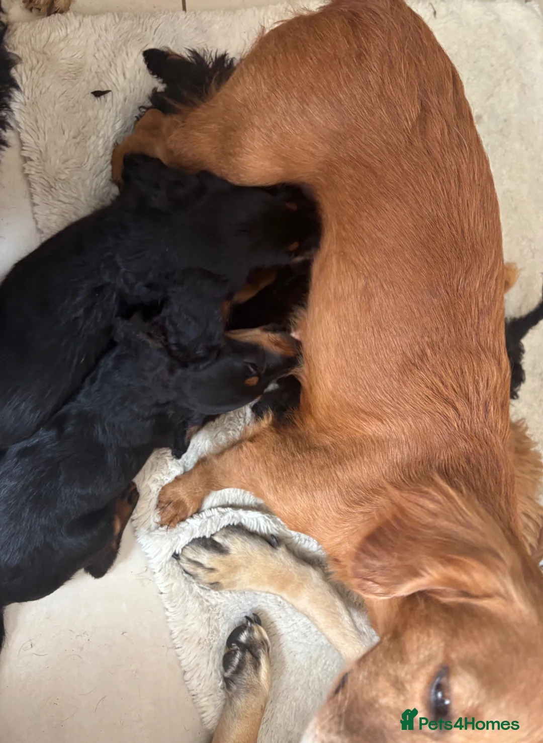 Cockapoo dogs for sale: Small cockapoos f3 in Cramlington - Advert 2