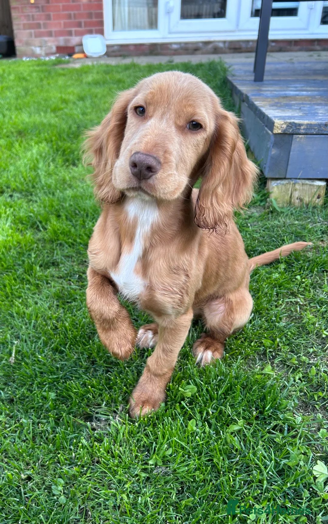 Cocker Spaniel dogs for sale: Red Working Cocker Spaniel - 6 months - Advert 2