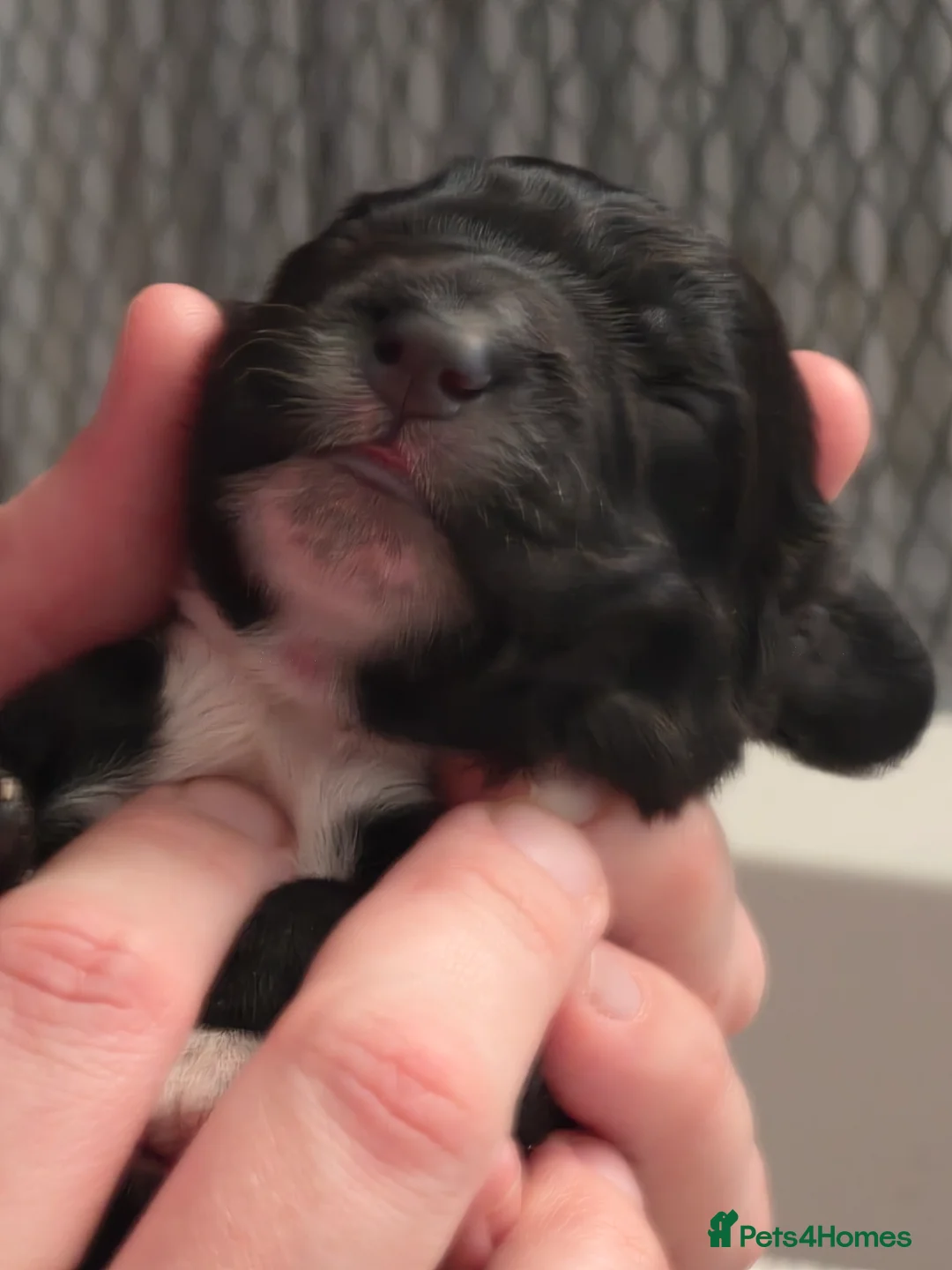 Cockapoo dogs for sale: Last beautiful boy remaining! - Advert 24