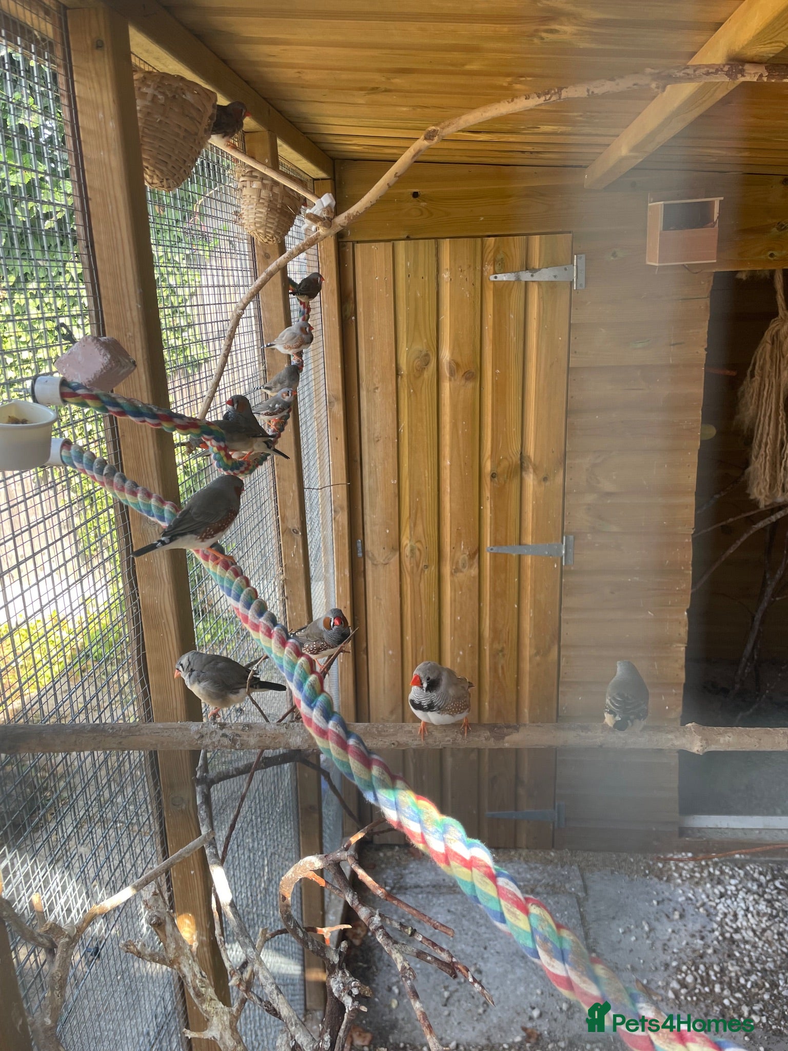 Finches birds Zebra Finches - Advert 16