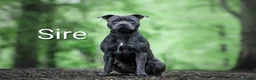 Staffordshire Bull Terrier dogs for sale: Beautifull chunky KC blue and white staff puppies  in Manchester - Advert 3