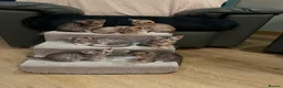 Ocicat cats for sale: Delightful Rare Breed Ocicat kittens. in Norwich - Advert 5