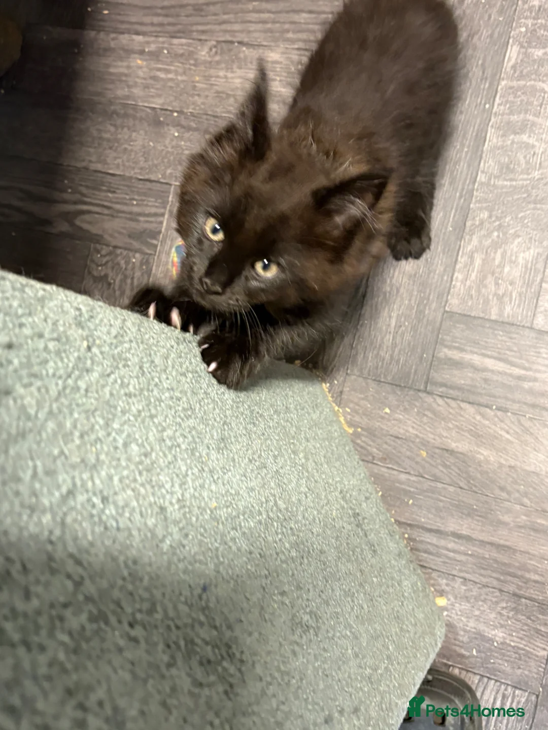 Maine Coon cats for sale: Stunning kittens  - Advert 15