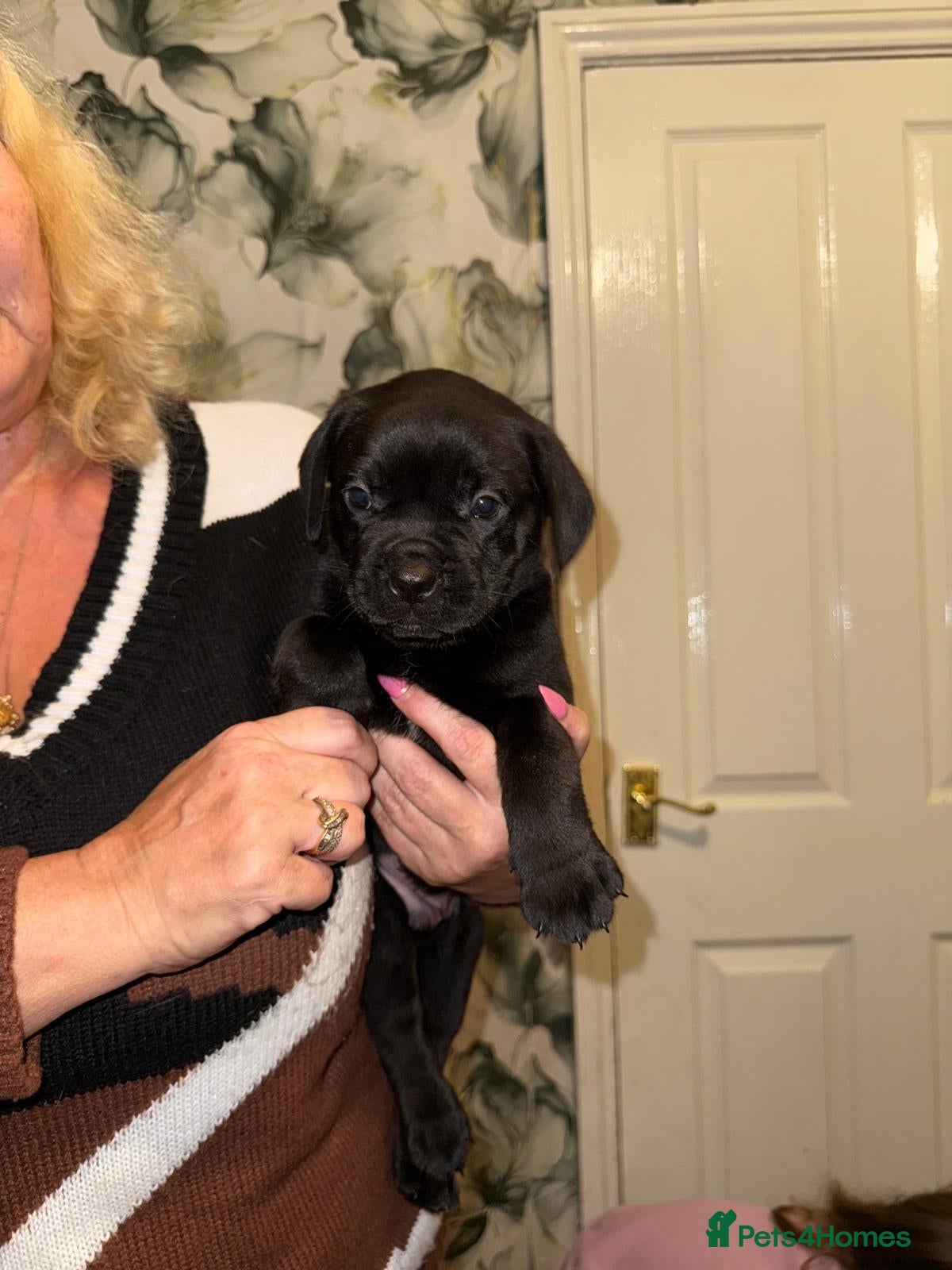 Mixed Breed dogs for sale: French bulldog x labrador x - Advert 8