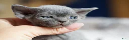 Devon Rex cats for sale: ❤️ Pure Line Devon Rex Kittens Available ❤️ - Advert 16