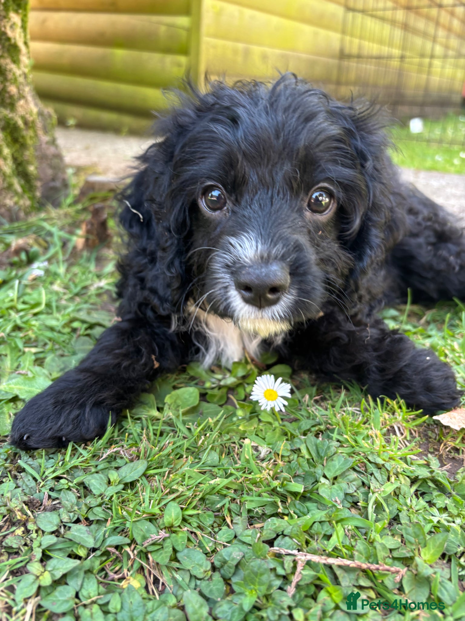 Cavapoo dogs REDUCED - Beautiful Cavapoo Boys 🐾 - Advert 3