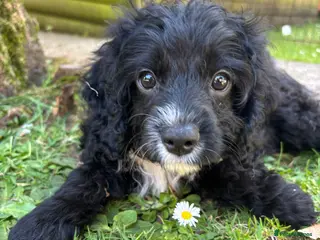 Cavapoo dogs REDUCED - Beautiful Cavapoo Boys 🐾 - Advert 3