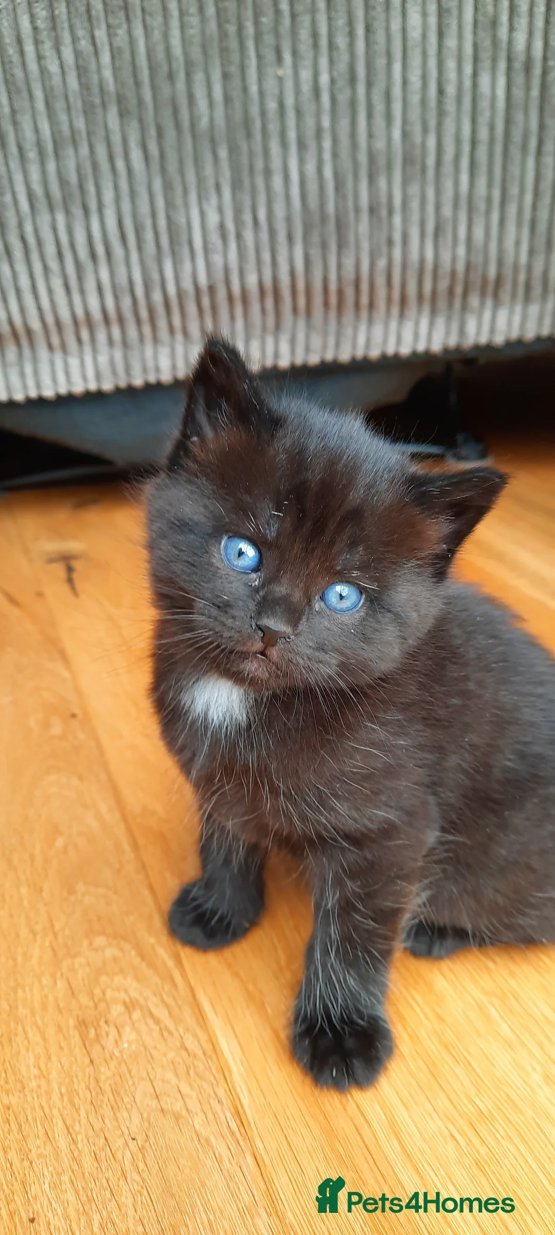Mixed Breed cats for sale: 4 adorable kittens for sale - Advert 13