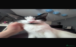 Domestic Shorthair cats for sale: CAT FOR SALE (CALI)  - Image 4